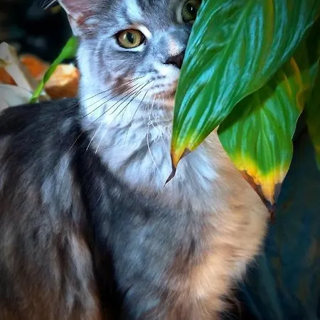 Galla Placidia Hotell