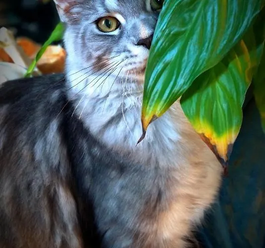 Galla Placidia Szálloda